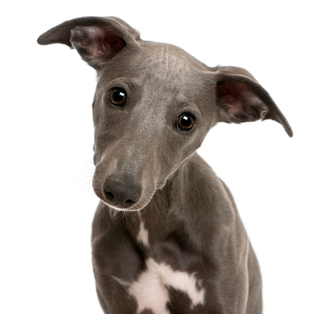 Image shows a picture of a dark grey Whippet puppy